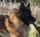 Schæferhund Perruchons Nemo