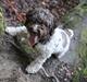 Lagotto romagnolo Balu