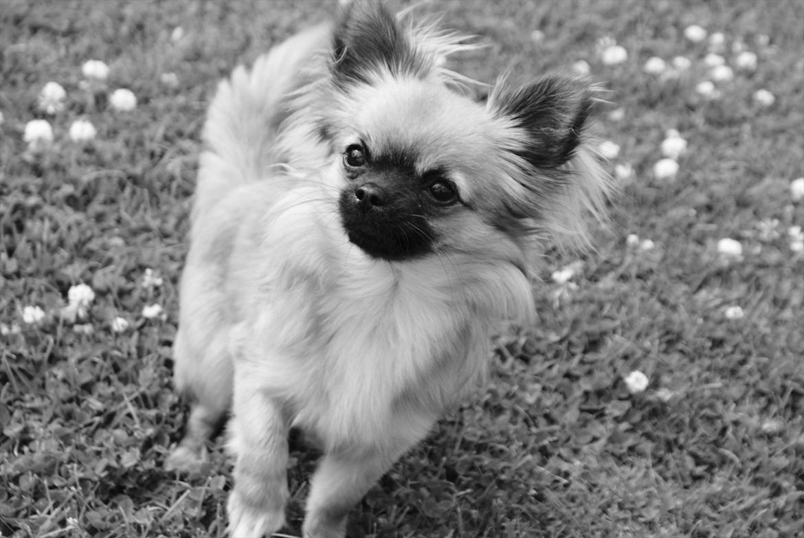 Chihuahua Ida billede 4