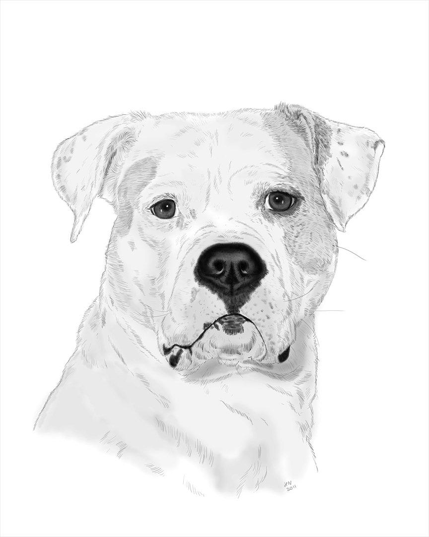 Amerikansk bulldog God Blesed Aschera R.I.P. 21/2 2011 billede 1