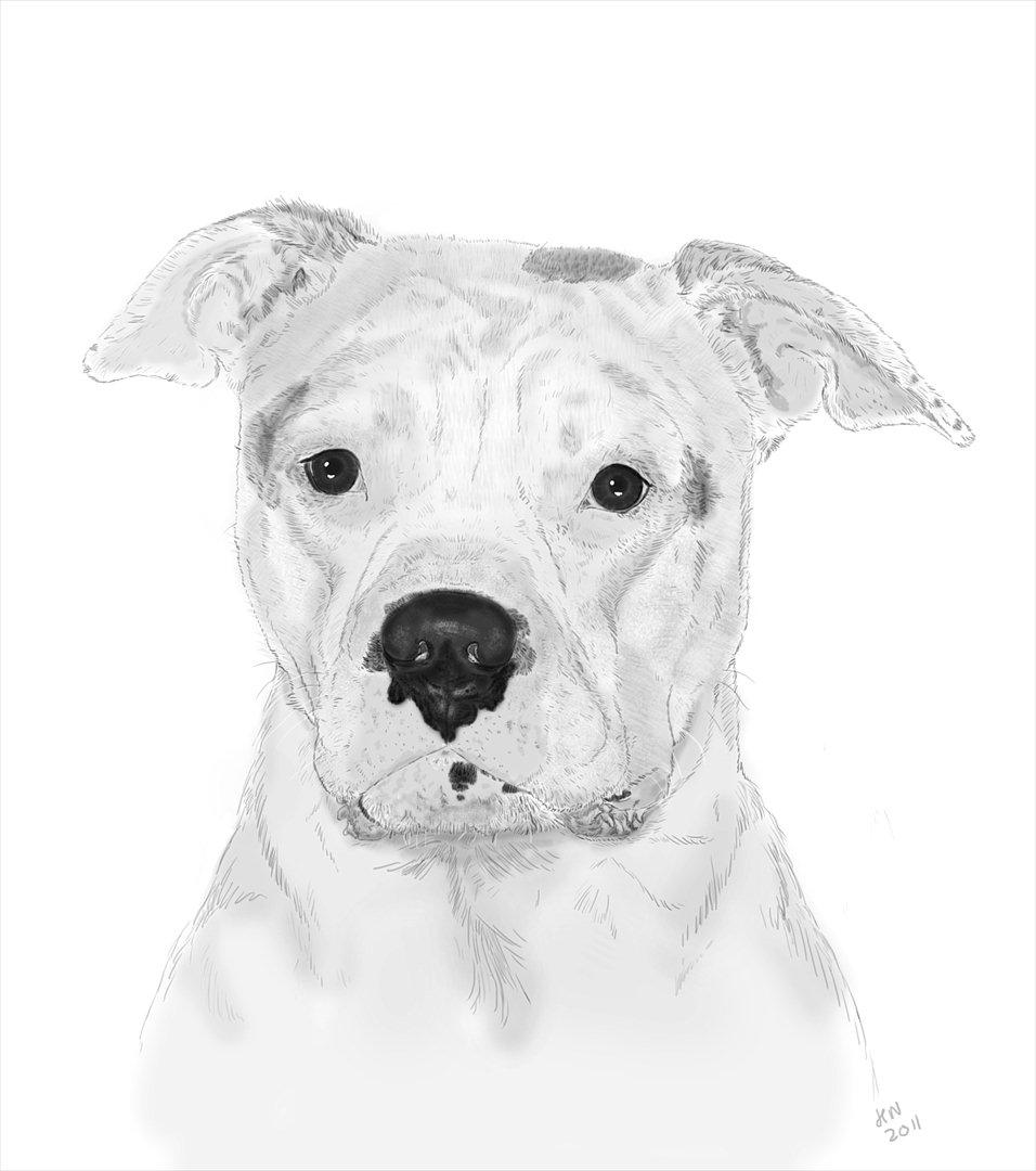 Amerikansk bulldog Kettner's Tequila R.I.P. 5/9 2011 billede 1