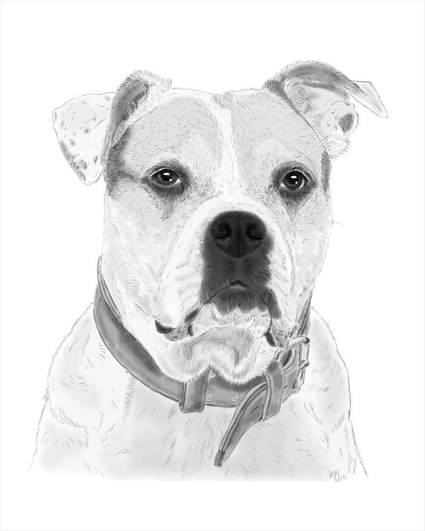 Amerikansk bulldog Lundahl's Bailey R.I.P. 18. december 2012 billede 1