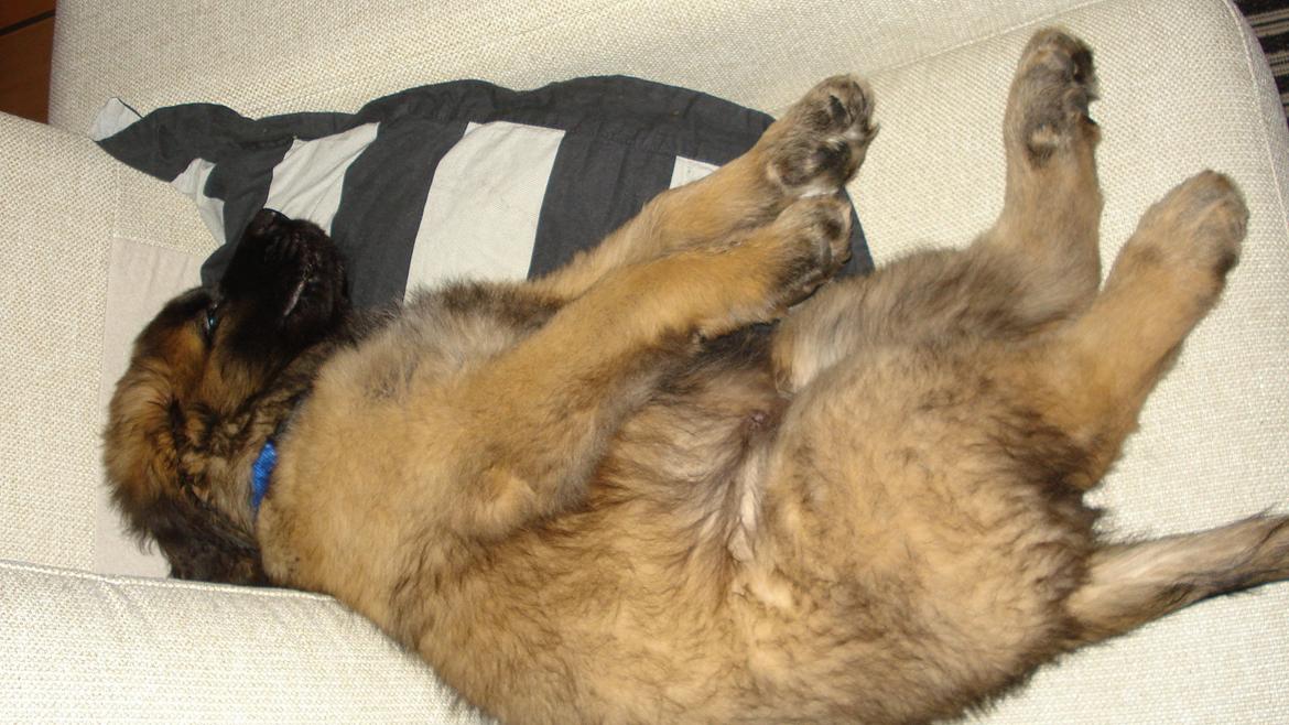 Leonberger Julius - Det var egentilg ikke meningen at du måtte komme i sofaen... billede 8