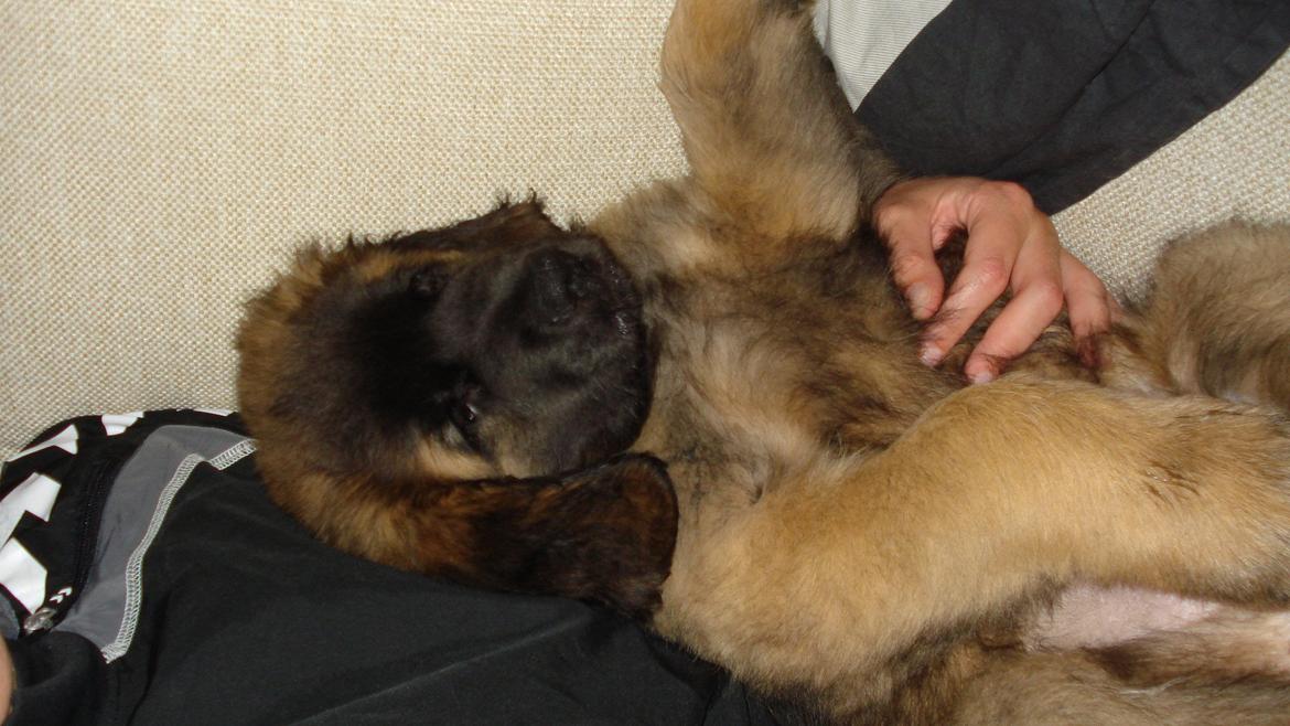 Leonberger Julius - men det er bare så hyggeligt... billede 9