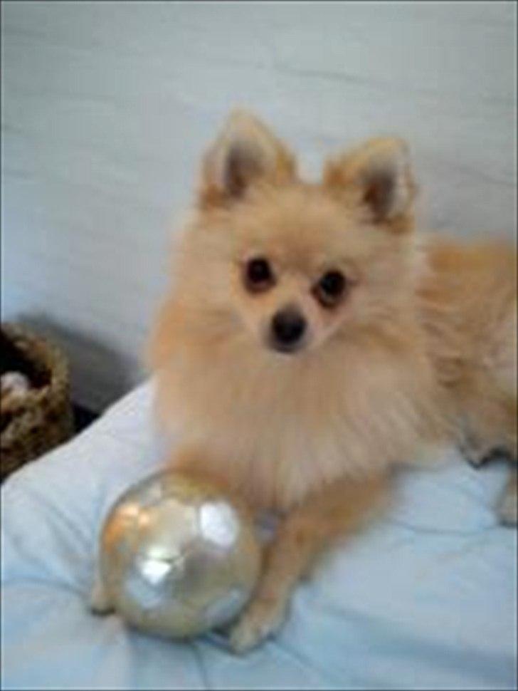 Pomeranian Luca - Mit lille legebarn <3 billede 2