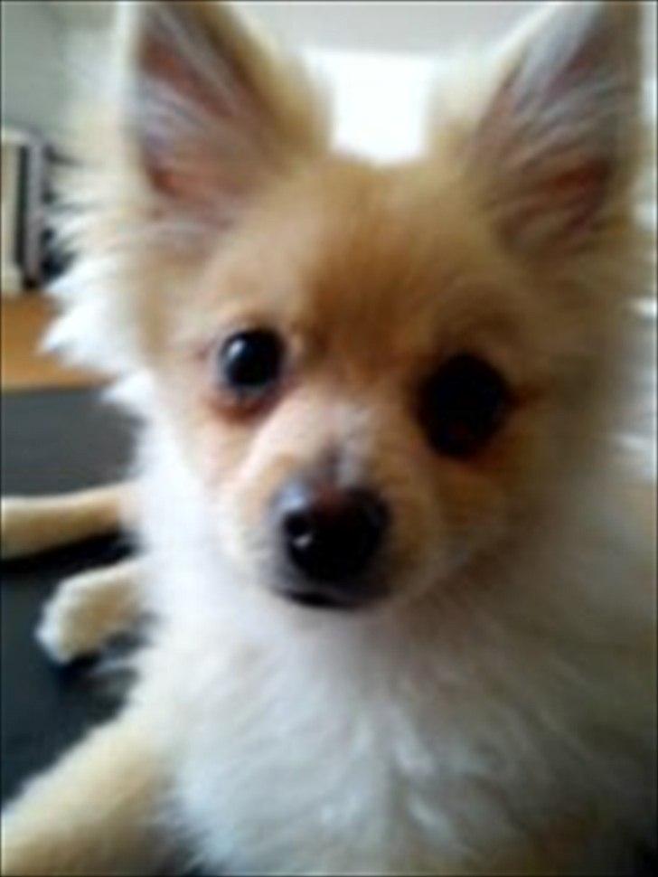 Pomeranian Luca - Han er så cute :D billede 3