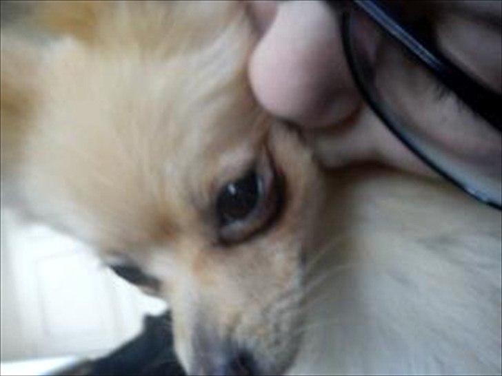 Pomeranian Luca - Mig og Luca :D billede 4