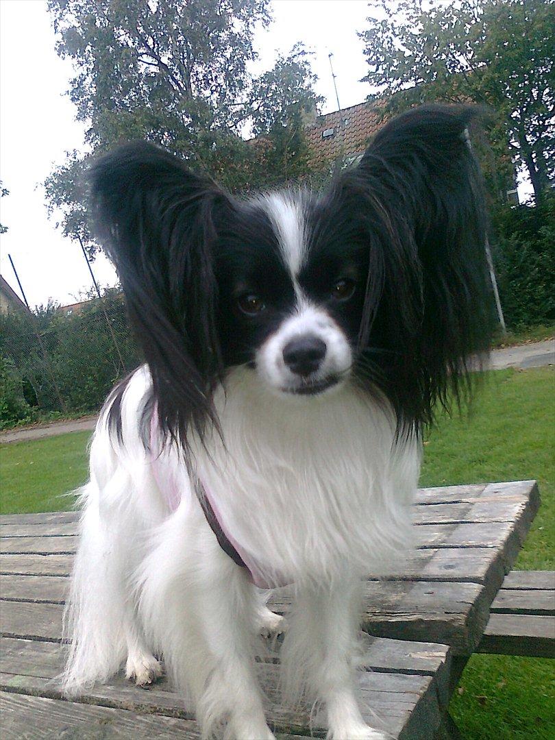 Papillon Klæstruplunds Cille - September 2011 billede 17