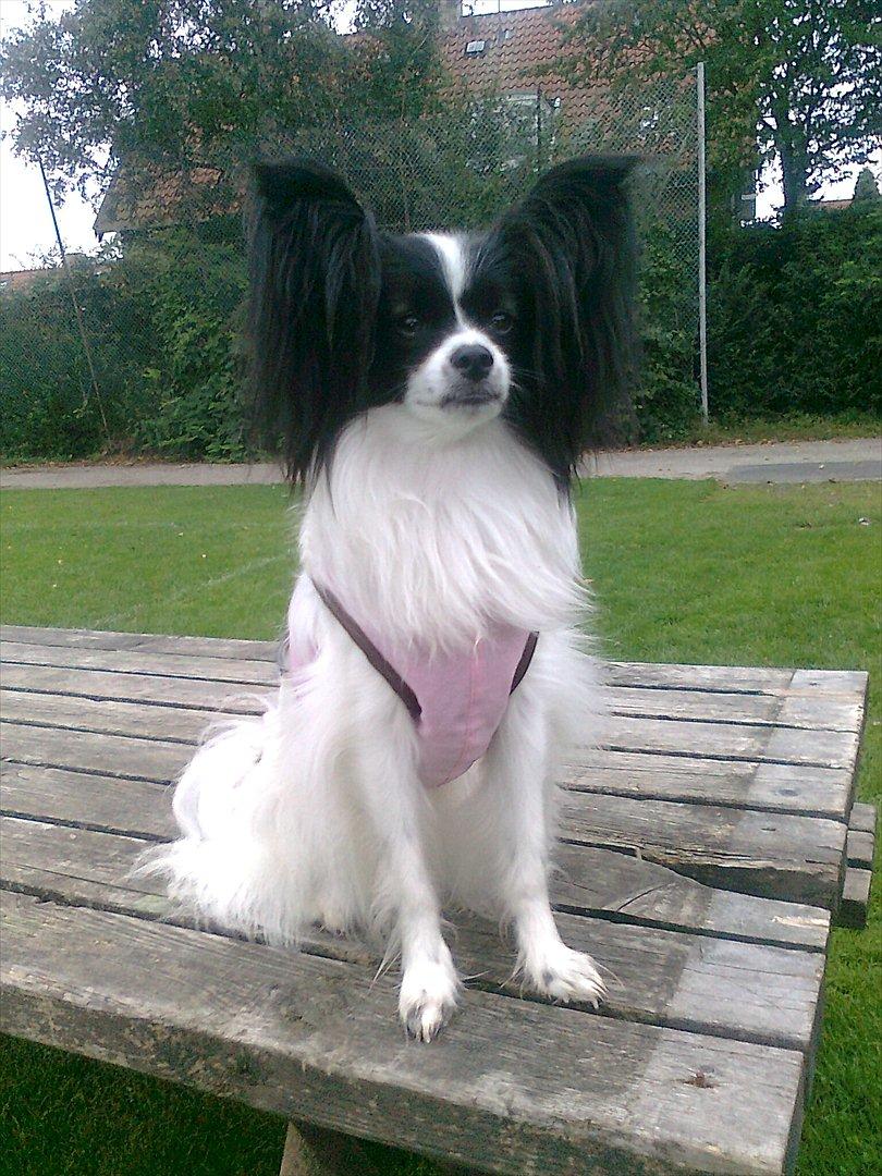 Papillon Klæstruplunds Cille - September 2011, med sin nye sele som hun har fået af "mormor og morfar" :-) billede 19