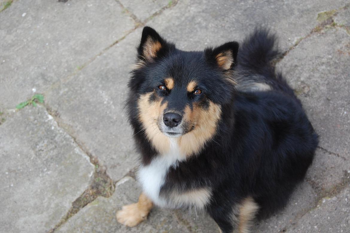 Finsk lapphund DKCH Fjällfarmens Oliwia - Selvom man har 8 hvalpe, der er syv uger gamle, kan man stadig se godt ud!  billede 30
