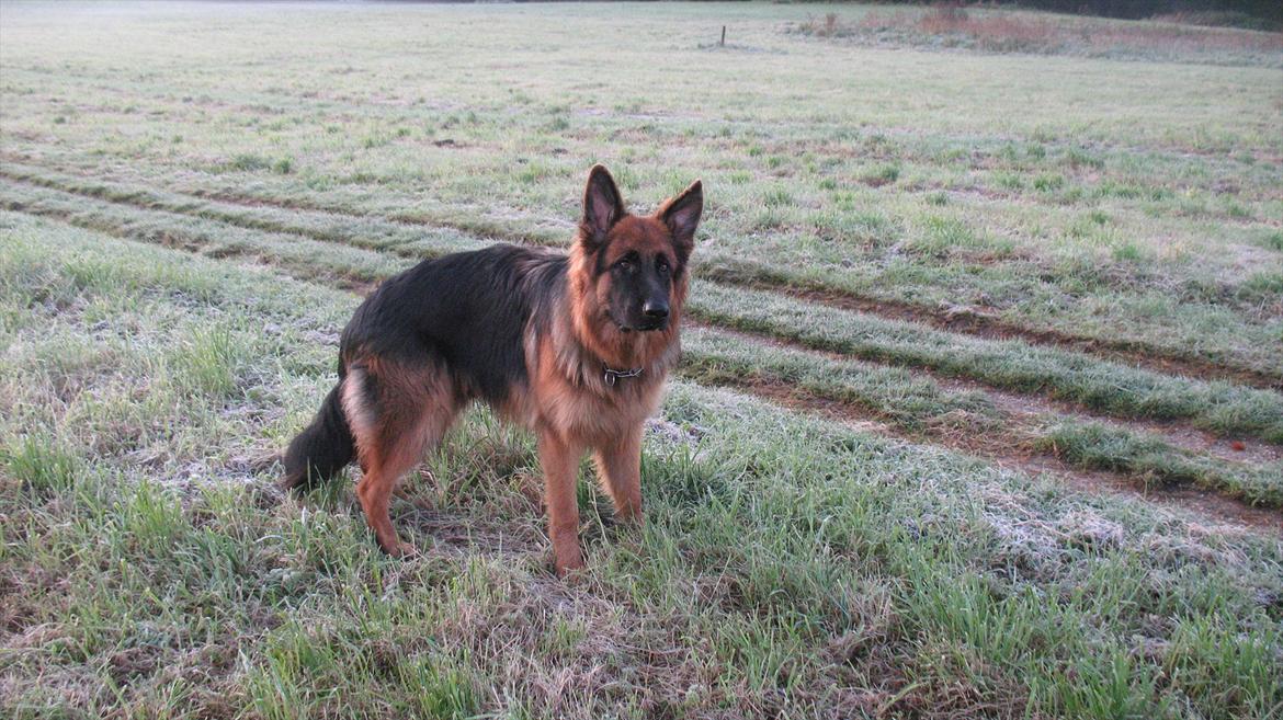 Schæferhund Akacias Quando - Når man nu alligevel er vågen klokken 7 en søndag morgen, så skal familien da vækkes. Så vi kan komme ud og se solen stå op, på årets første frostnat. billede 19