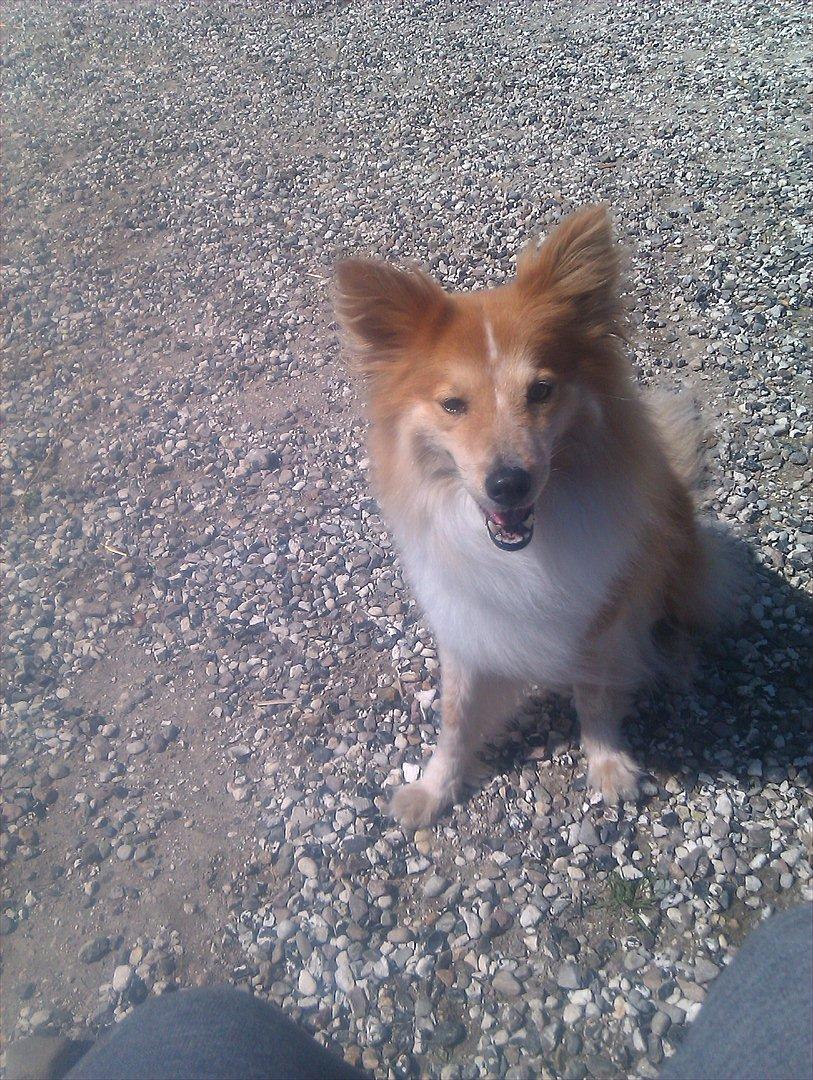 Blanding af racer daiasy billede 1