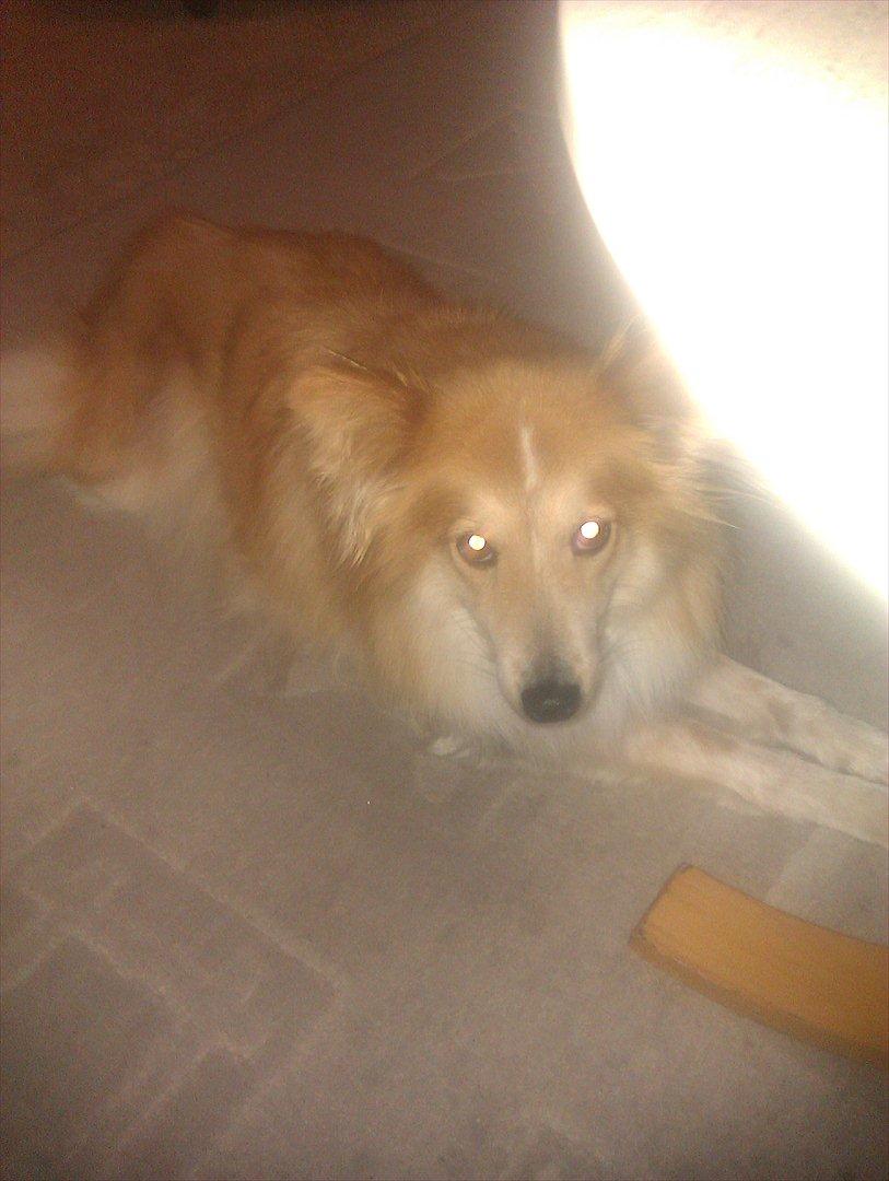 Blanding af racer daiasy billede 2