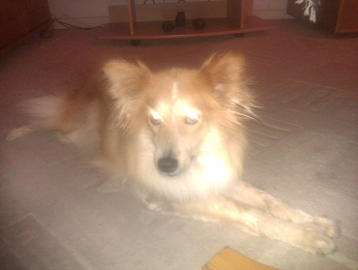 Blanding af racer daiasy billede 3