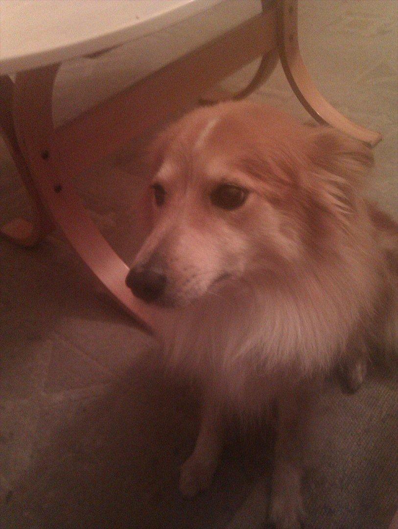 Blanding af racer daiasy billede 4