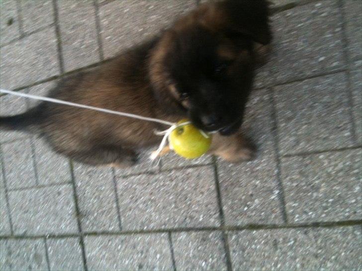 Leonberger Julius - Manden har lavet en alternativ leg billede 11