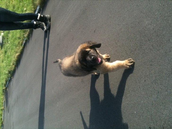 Leonberger Julius - Han er SÅ god tl at gå tur  billede 15