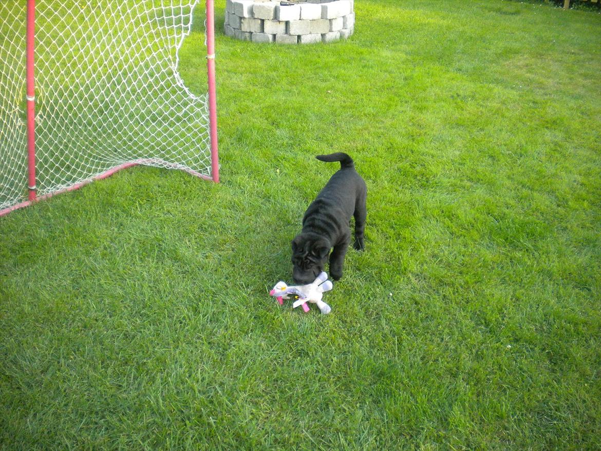 Shar pei Mulle billede 1