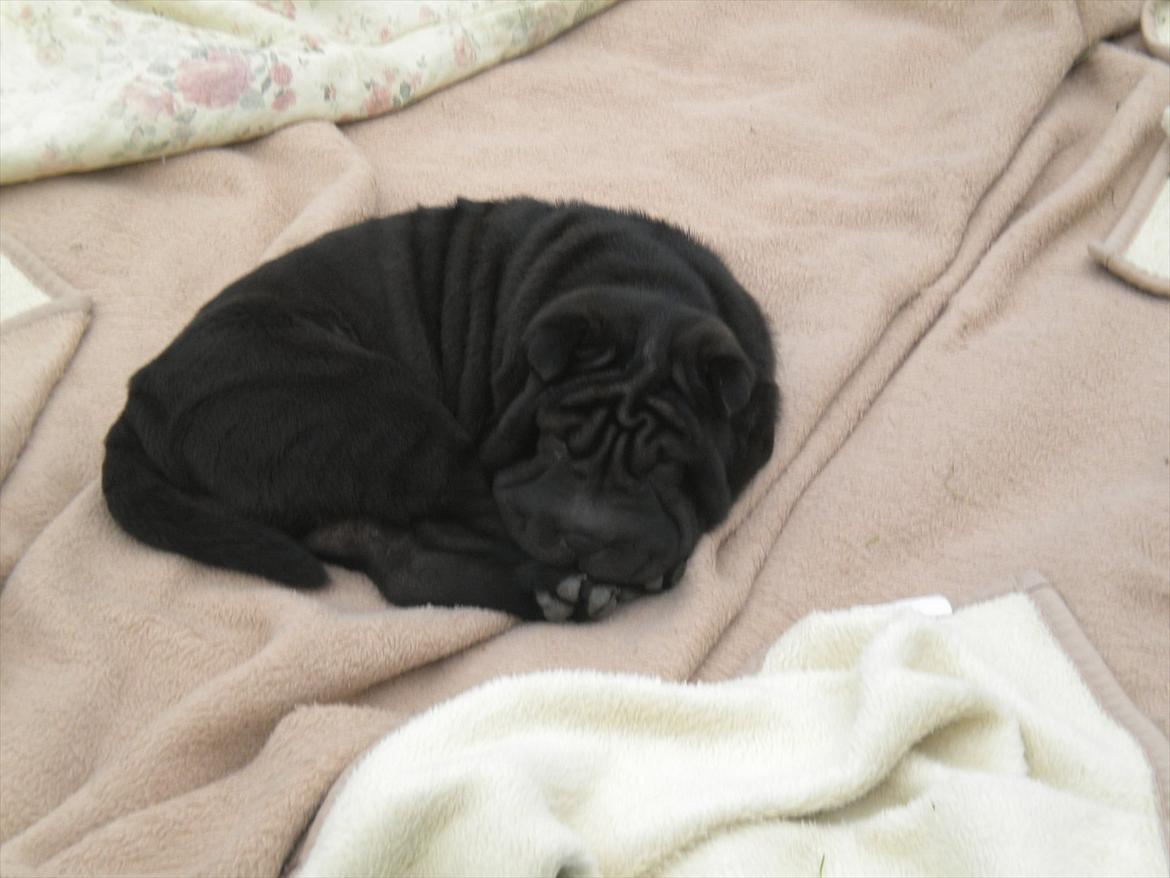 Shar pei Mulle billede 2