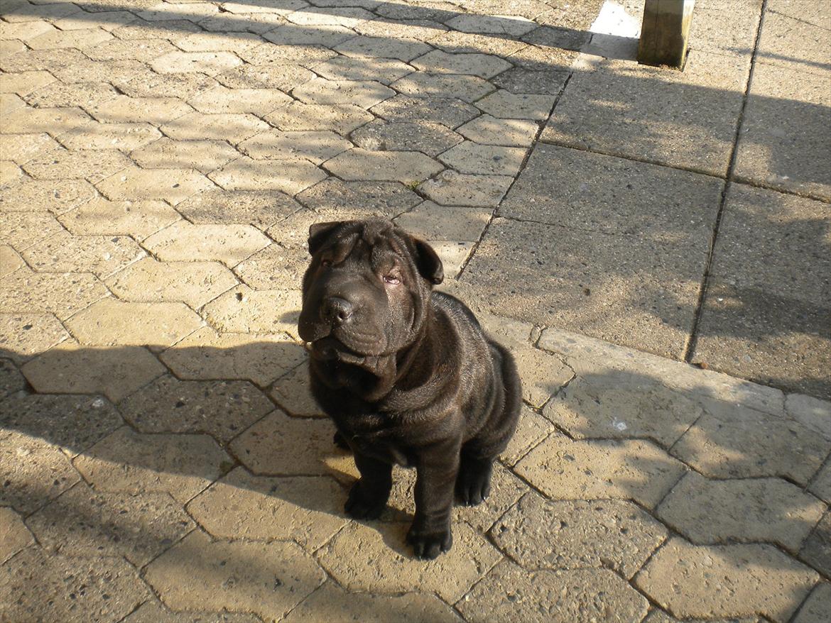 Shar pei Mulle billede 3