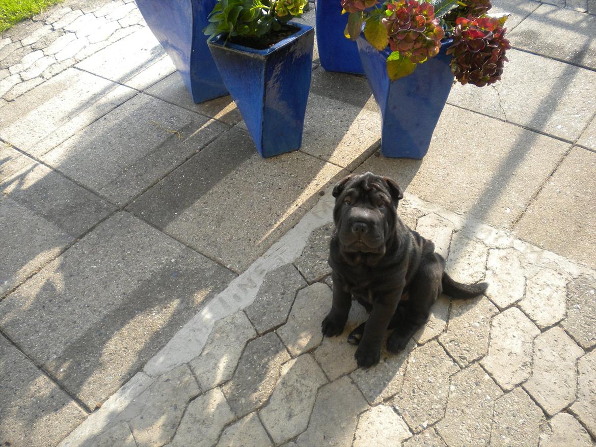 Shar pei Mulle billede 4