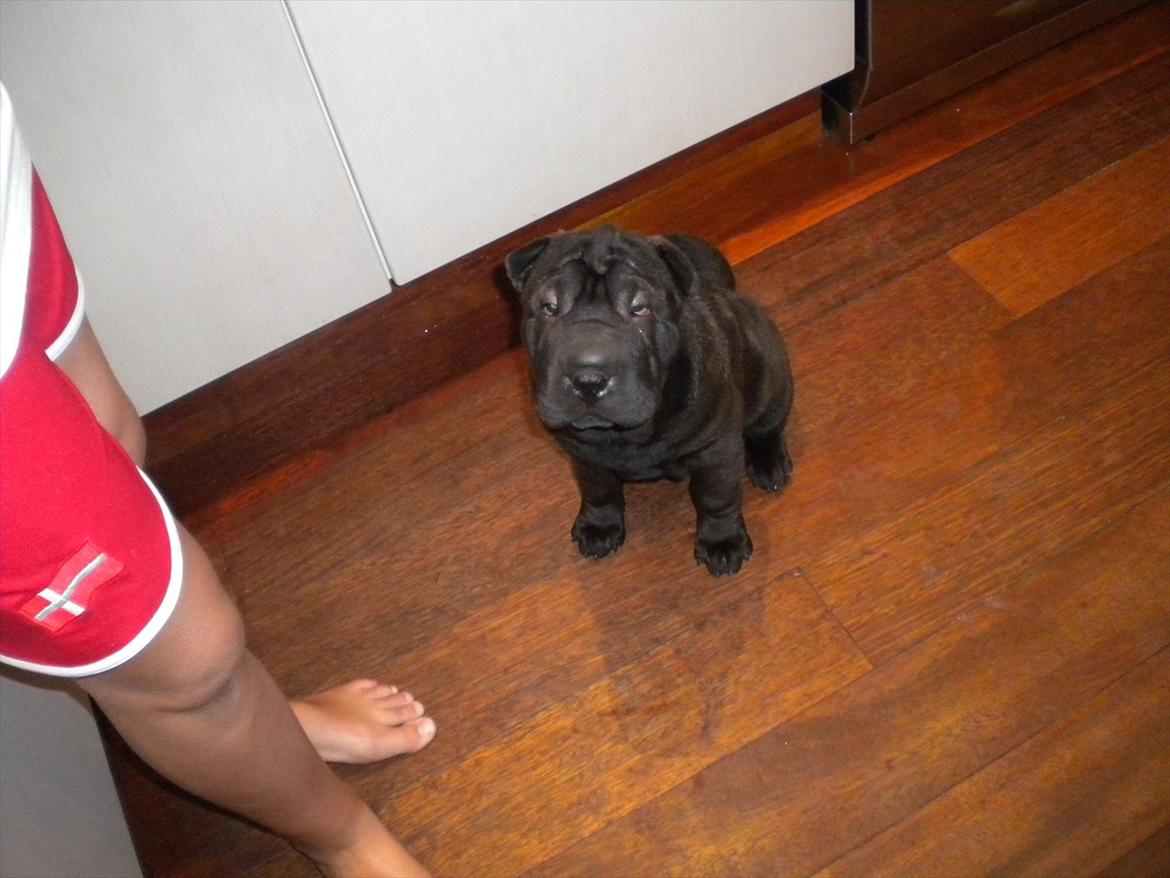 Shar pei Mulle billede 5