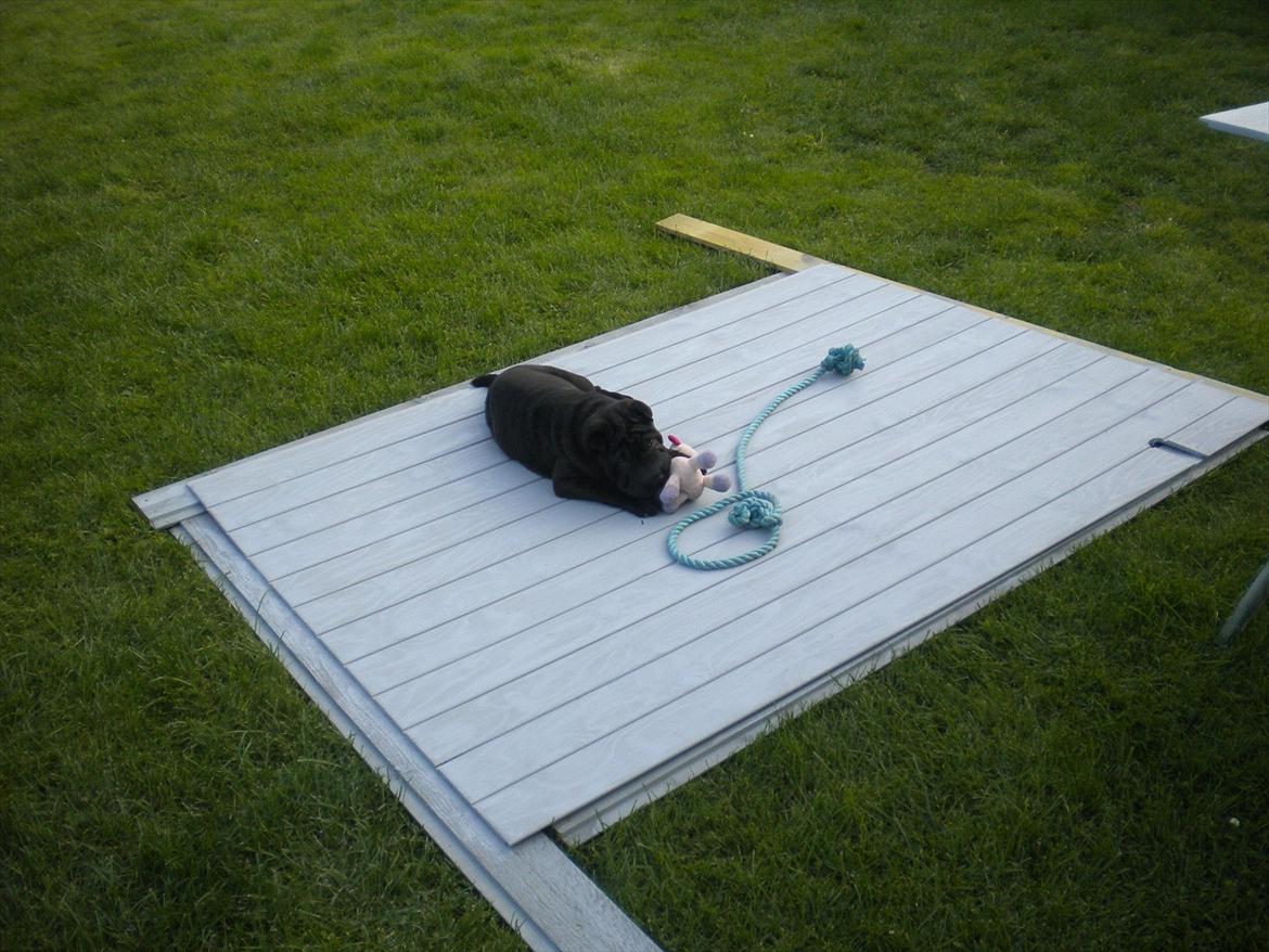 Shar pei Mulle billede 6