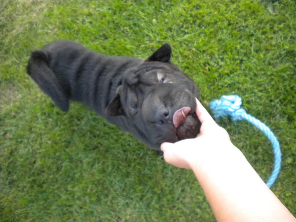 Shar pei Mulle billede 7