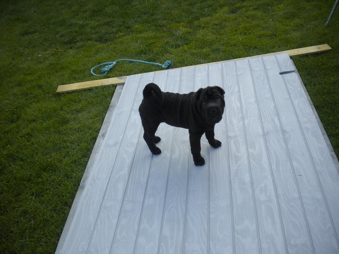 Shar pei Mulle billede 8