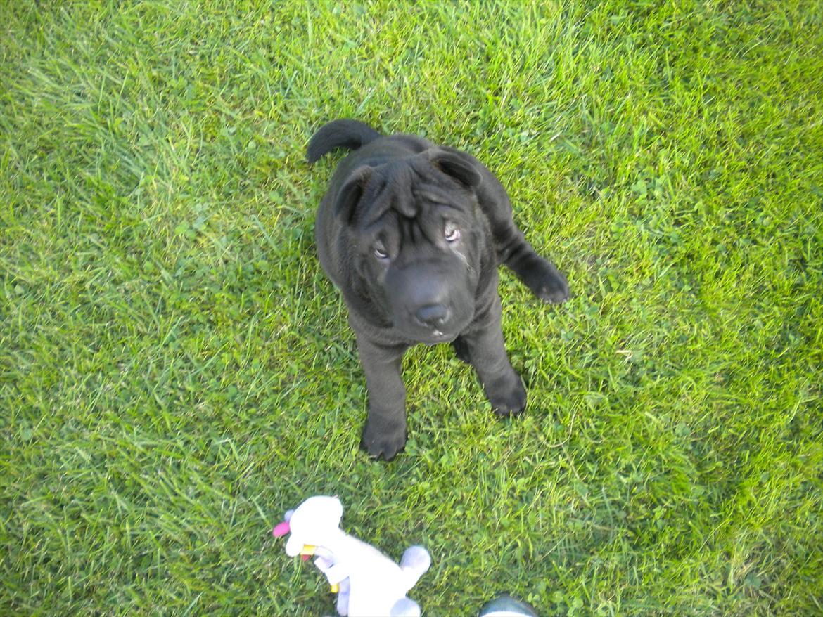 Shar pei Mulle billede 10