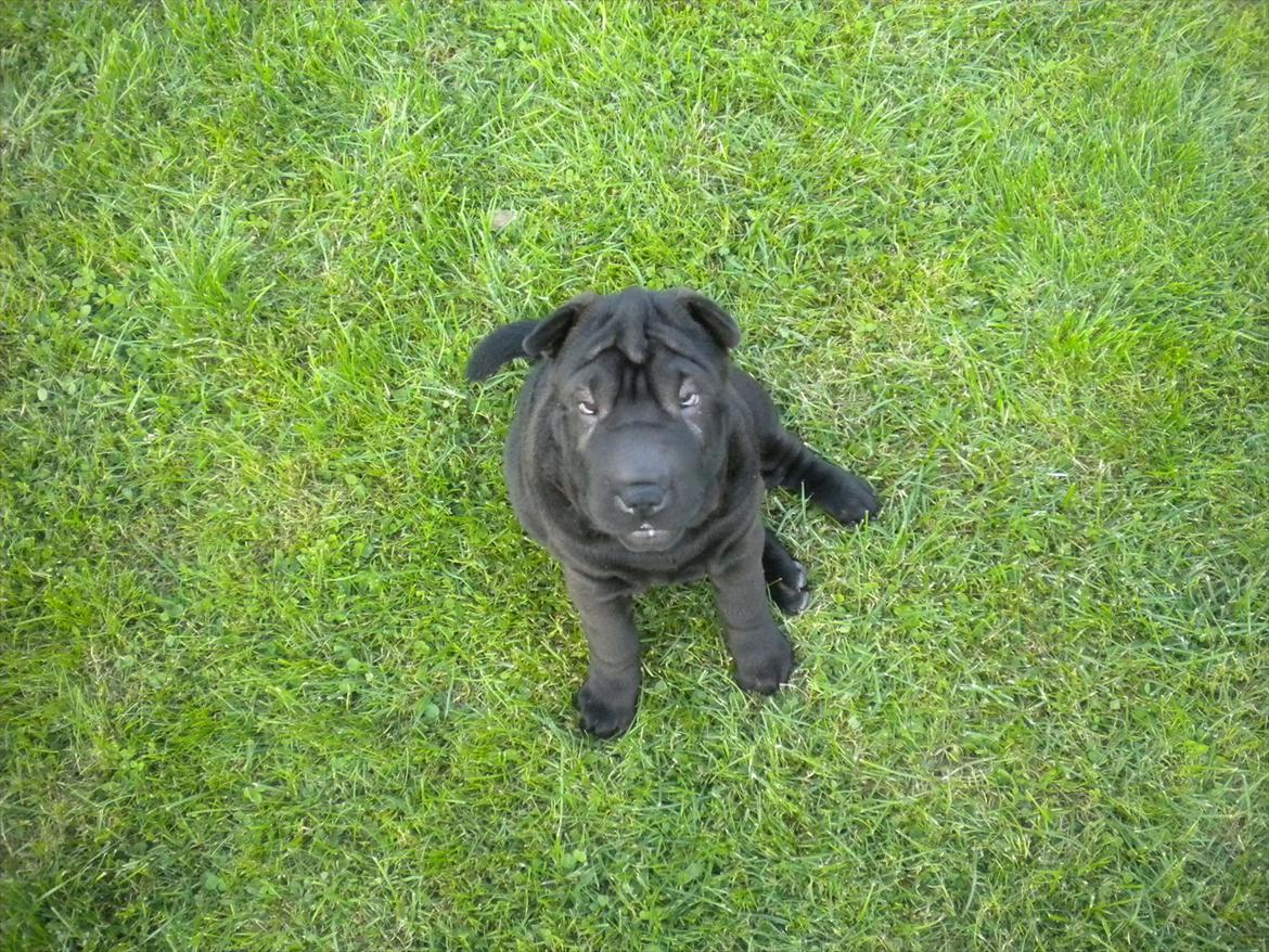 Shar pei Mulle billede 11