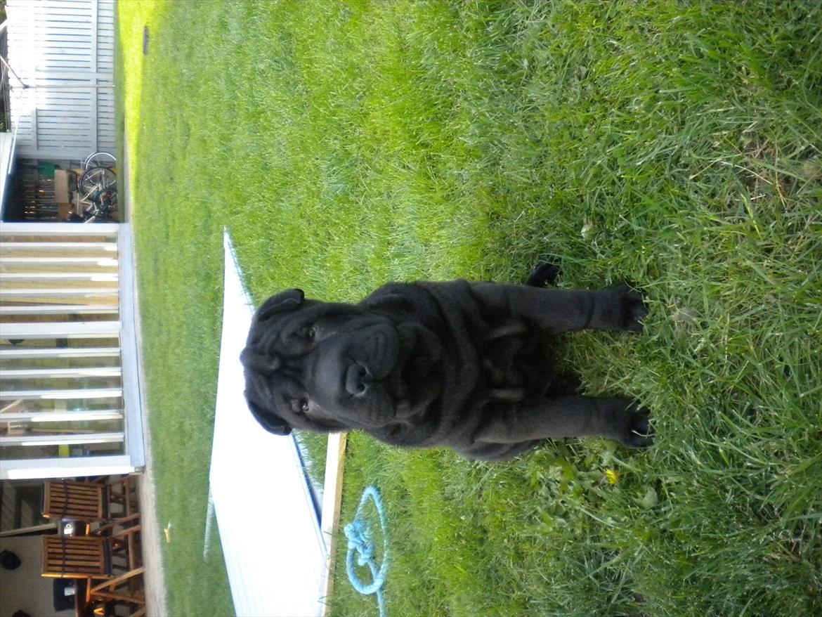 Shar pei Mulle billede 12