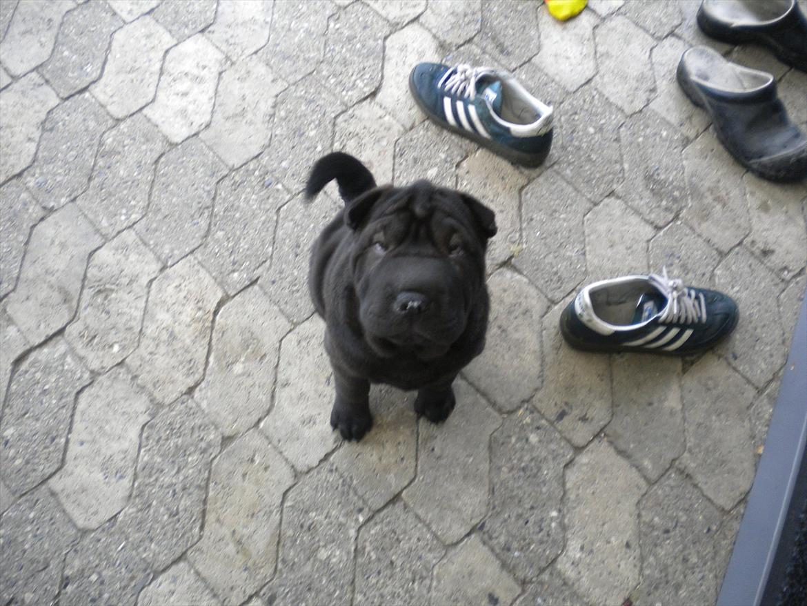 Shar pei Mulle billede 13