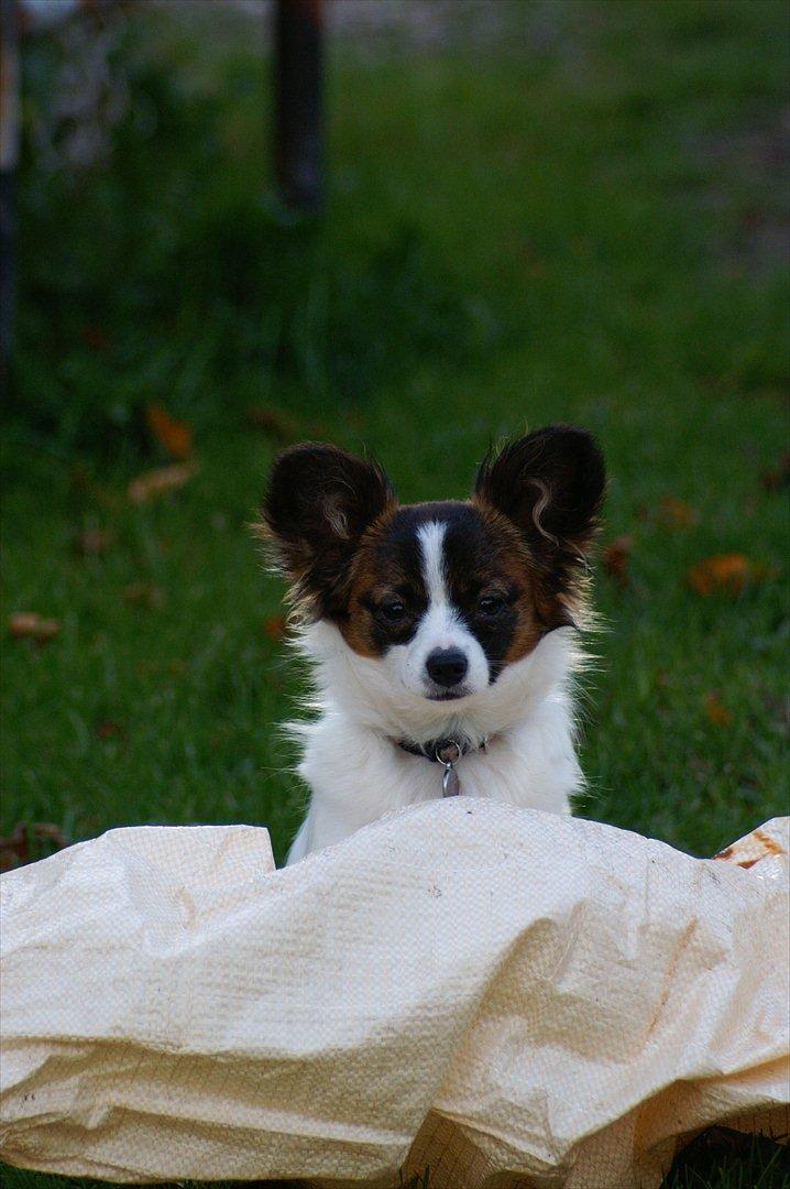 Papillon Candy *R.I.P.* - du er så søøød! :') billede 13