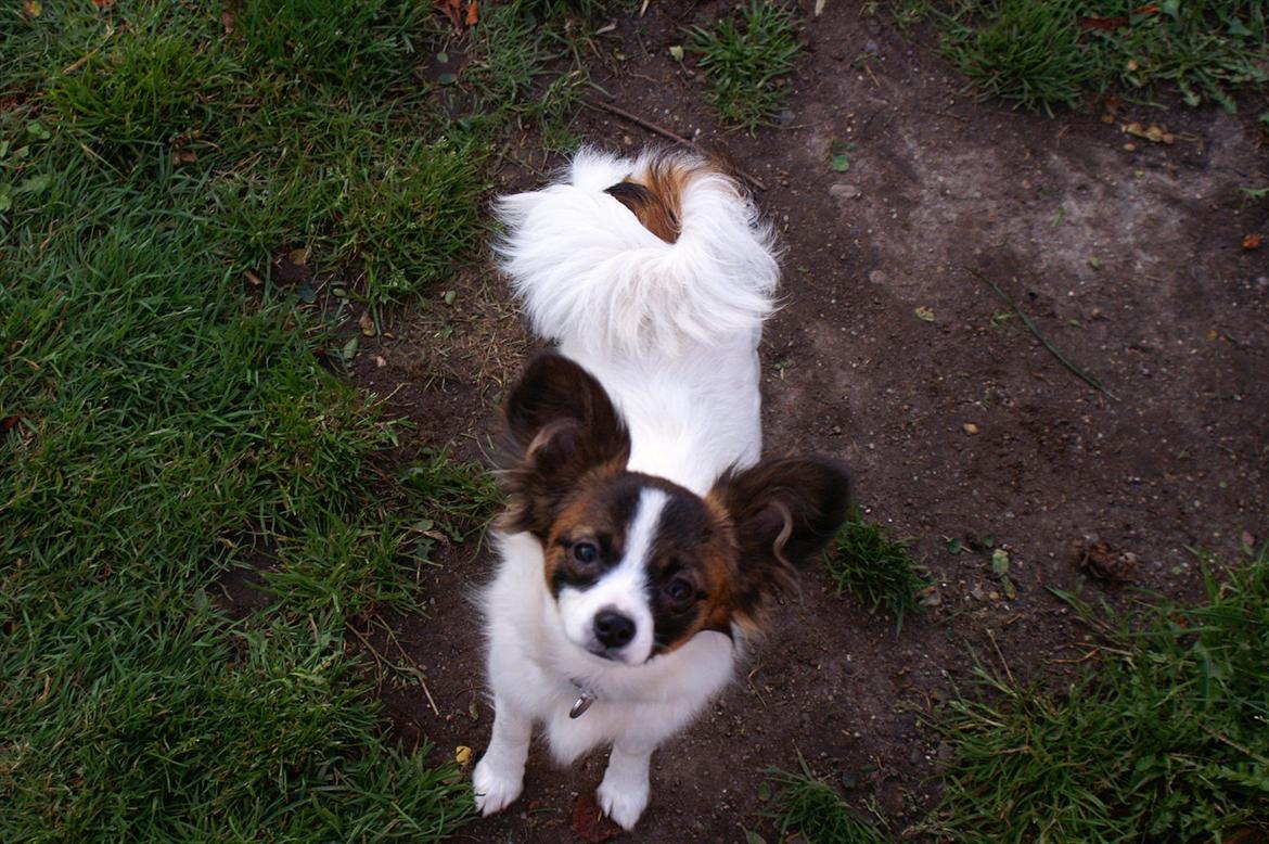 Papillon Candy *R.I.P.* billede 14