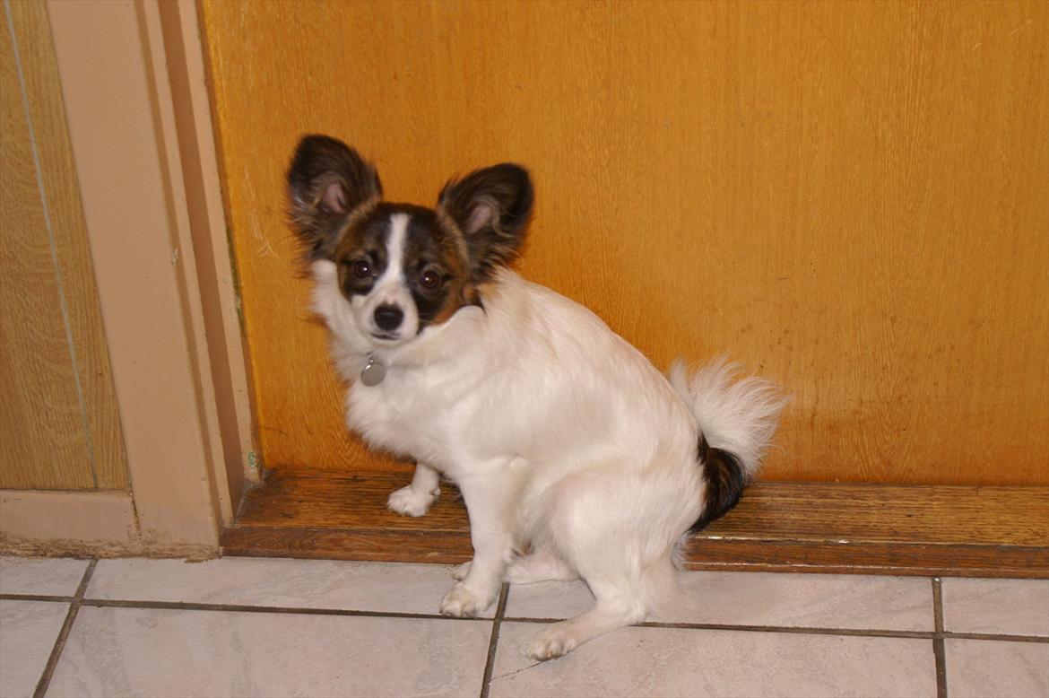 Papillon Candy *R.I.P.* billede 15