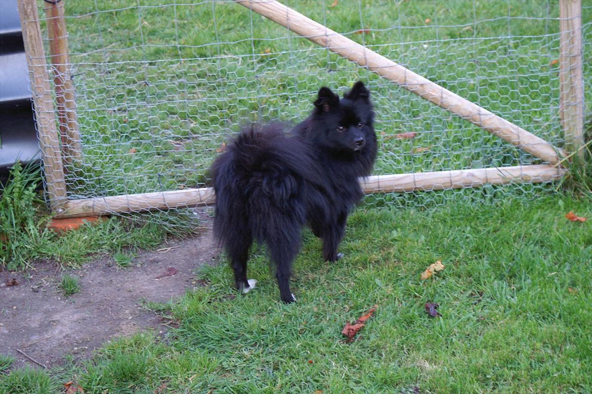 Blanding af racer Lucky  billede 11