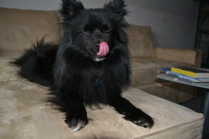 Blanding af racer Lucky  billede 12