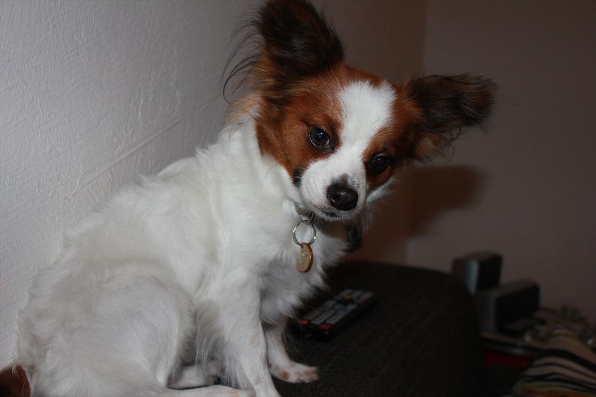 Papillon Fiona billede 1