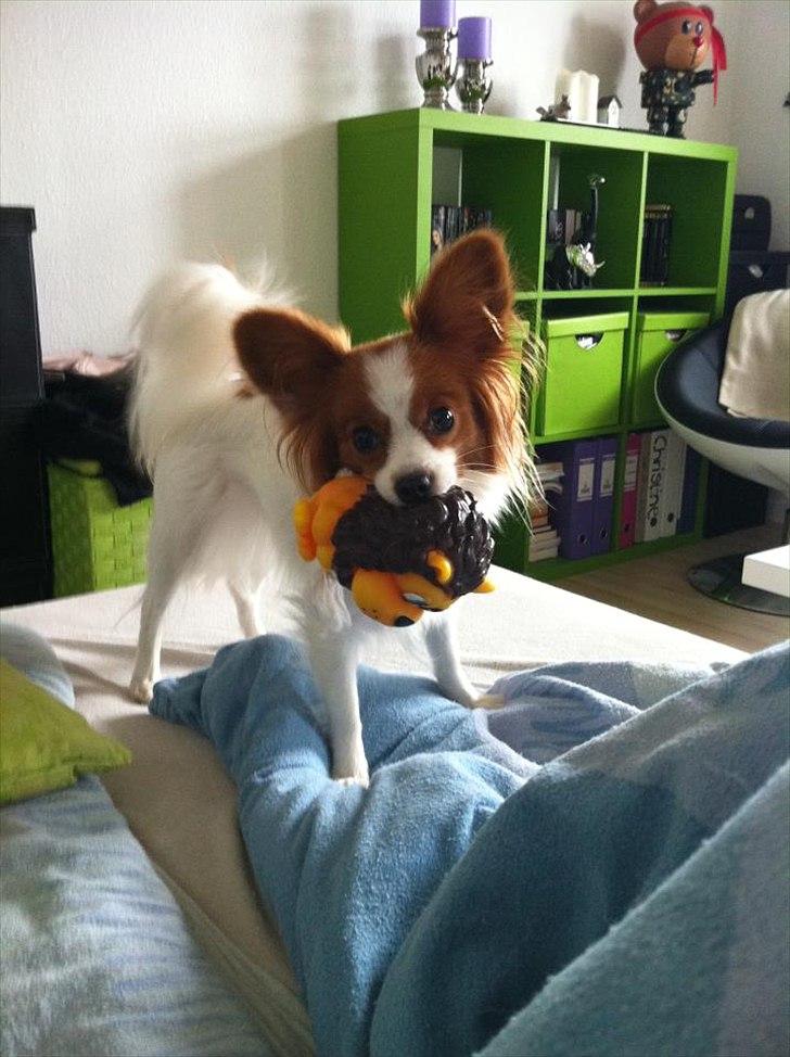 Papillon Avalee aka Ene Herskeren billede 2