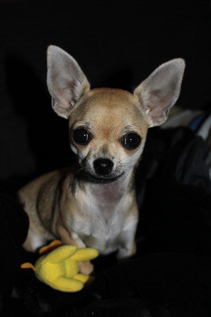 Chihuahua Frk Kvistes Brianna *Bindi* - - Er ret vil med det her billede ..
11/10-2011 billede 47