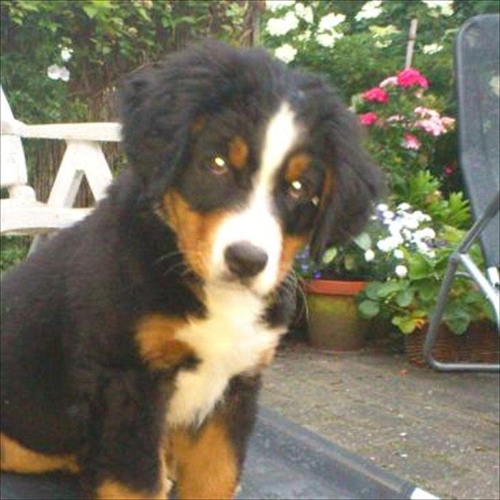 Berner sennenhund Carlos - Så hygger vi lige i stolen billede 2