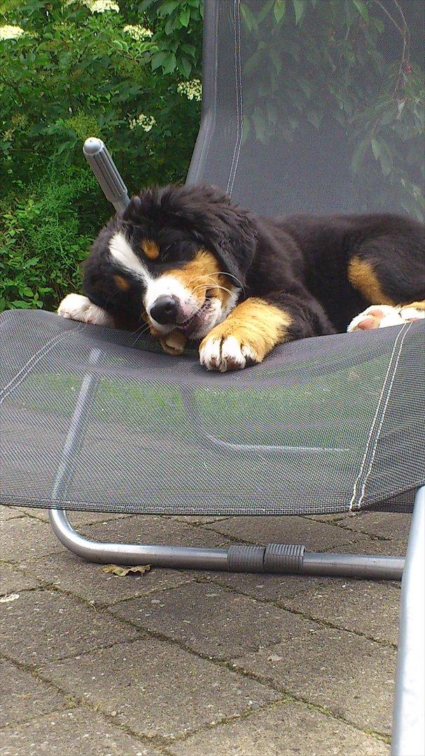 Berner sennenhund Carlos billede 1