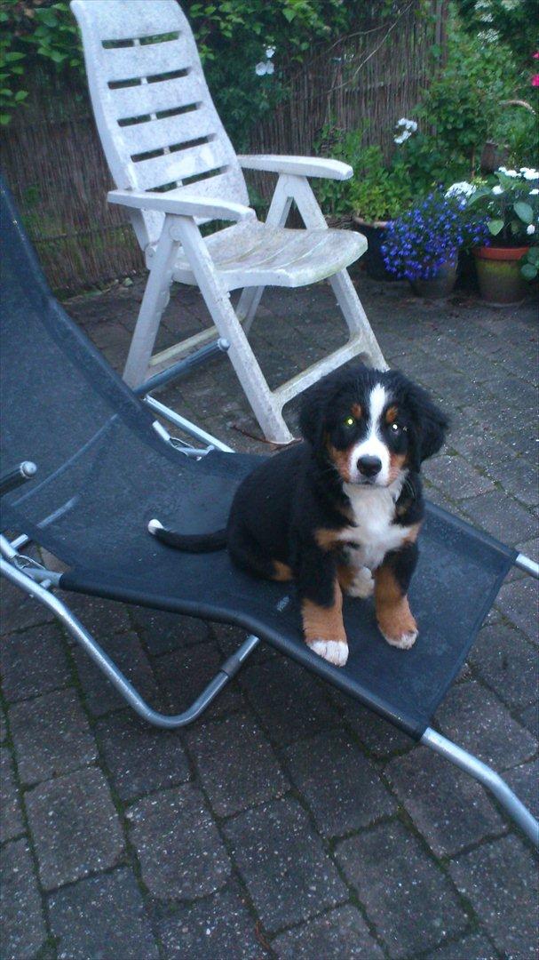 Berner sennenhund Carlos billede 3