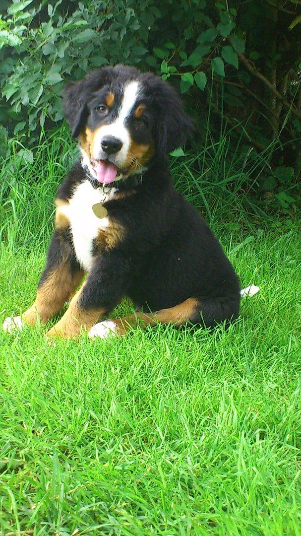 Berner sennenhund Carlos billede 4