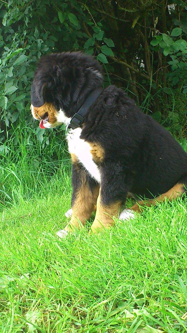 Berner sennenhund Carlos billede 5