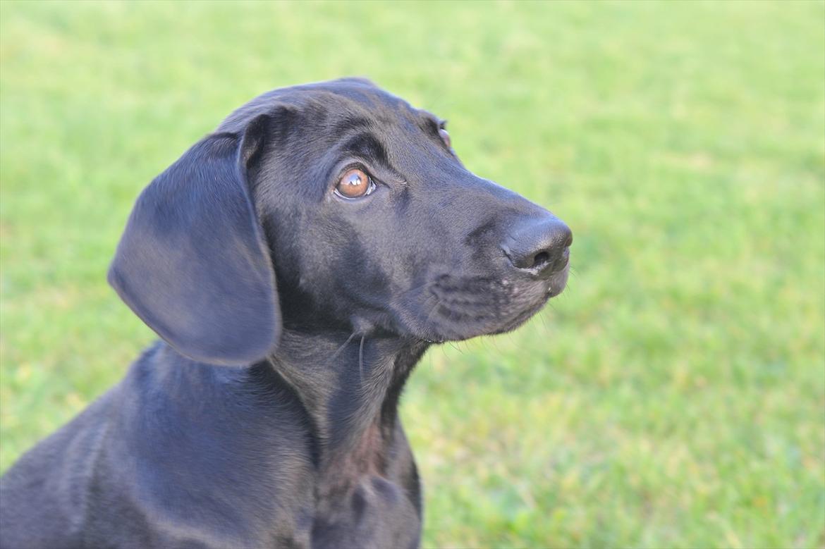 Blanding af racer Buster billede 1