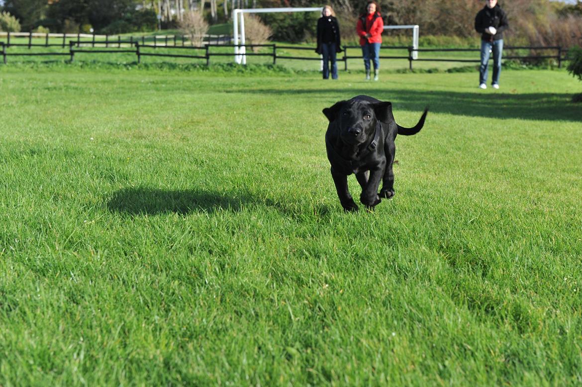 Blanding af racer Buster billede 2