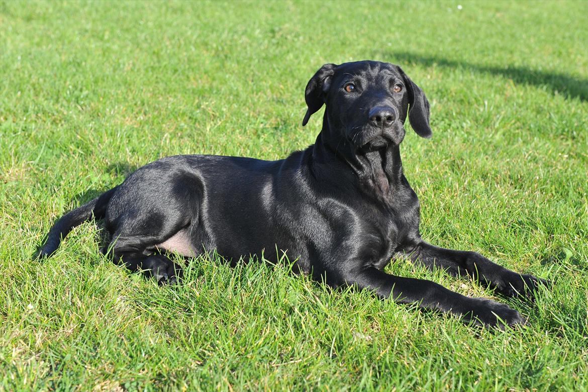 Blanding af racer Buster billede 3