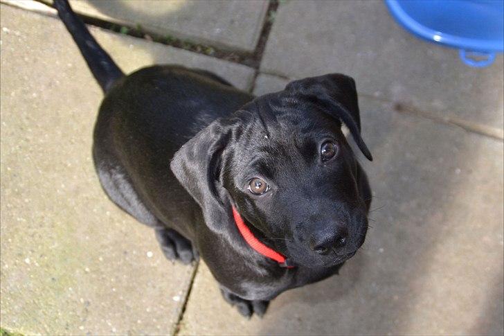 Blanding af racer Buster billede 4